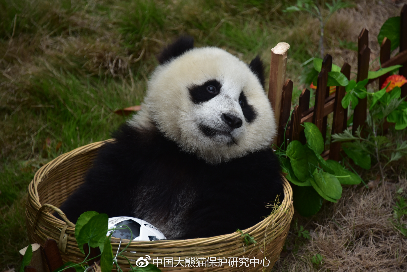 熊猫玩球赛,熊猫玩转世界杯迈迈