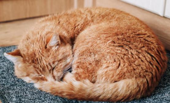 刚到家的小猫咪挠东西怎么办啊,新到家猫咪抓挠床怎么办