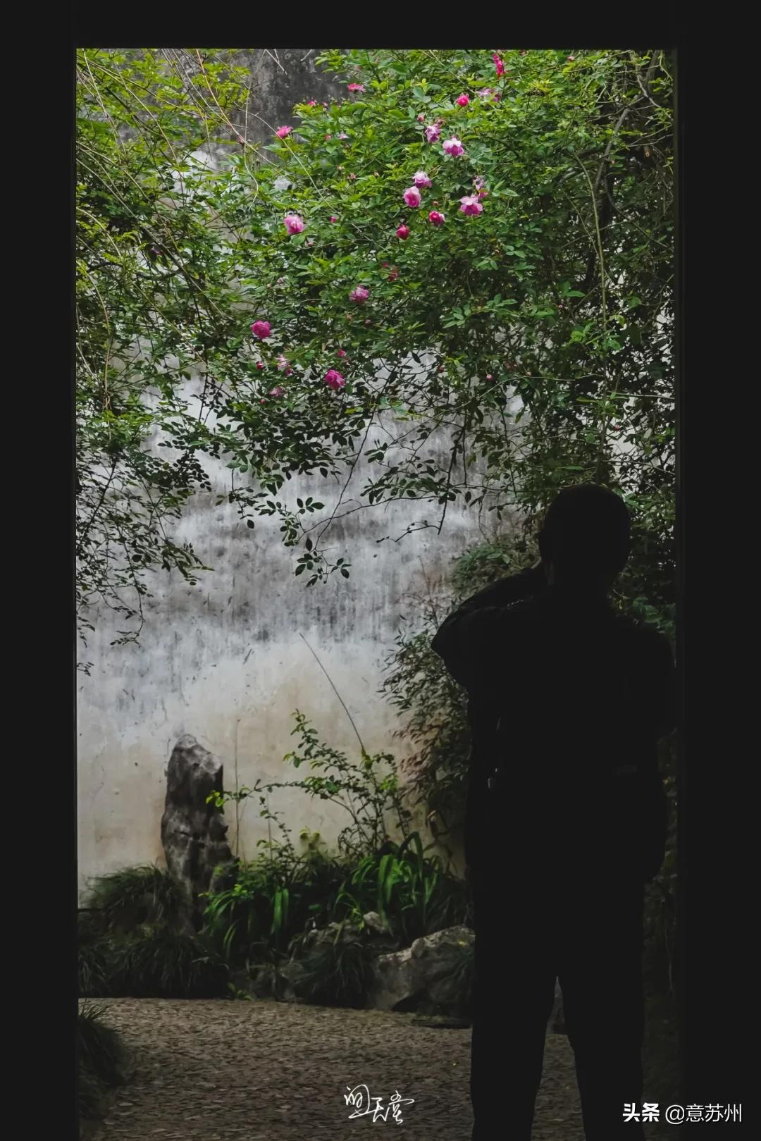 姑苏记艺圃蔷薇,苏州蔷薇艺圃