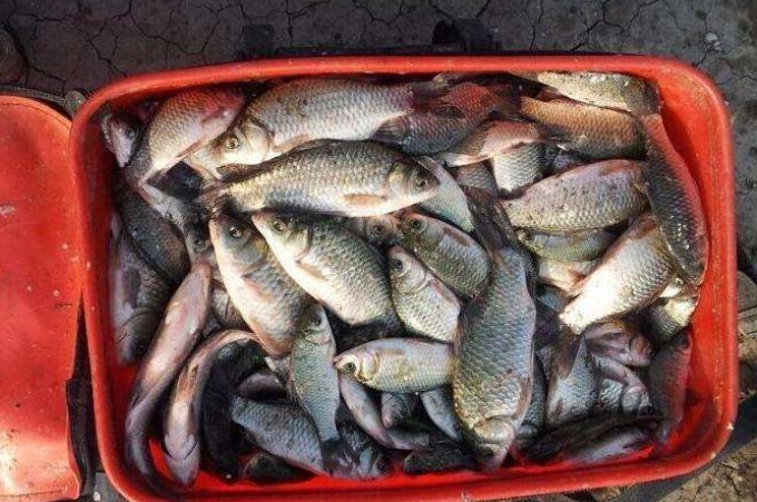 天热蓝鲫大板鲫,天热钓鲫鱼用腥还是香