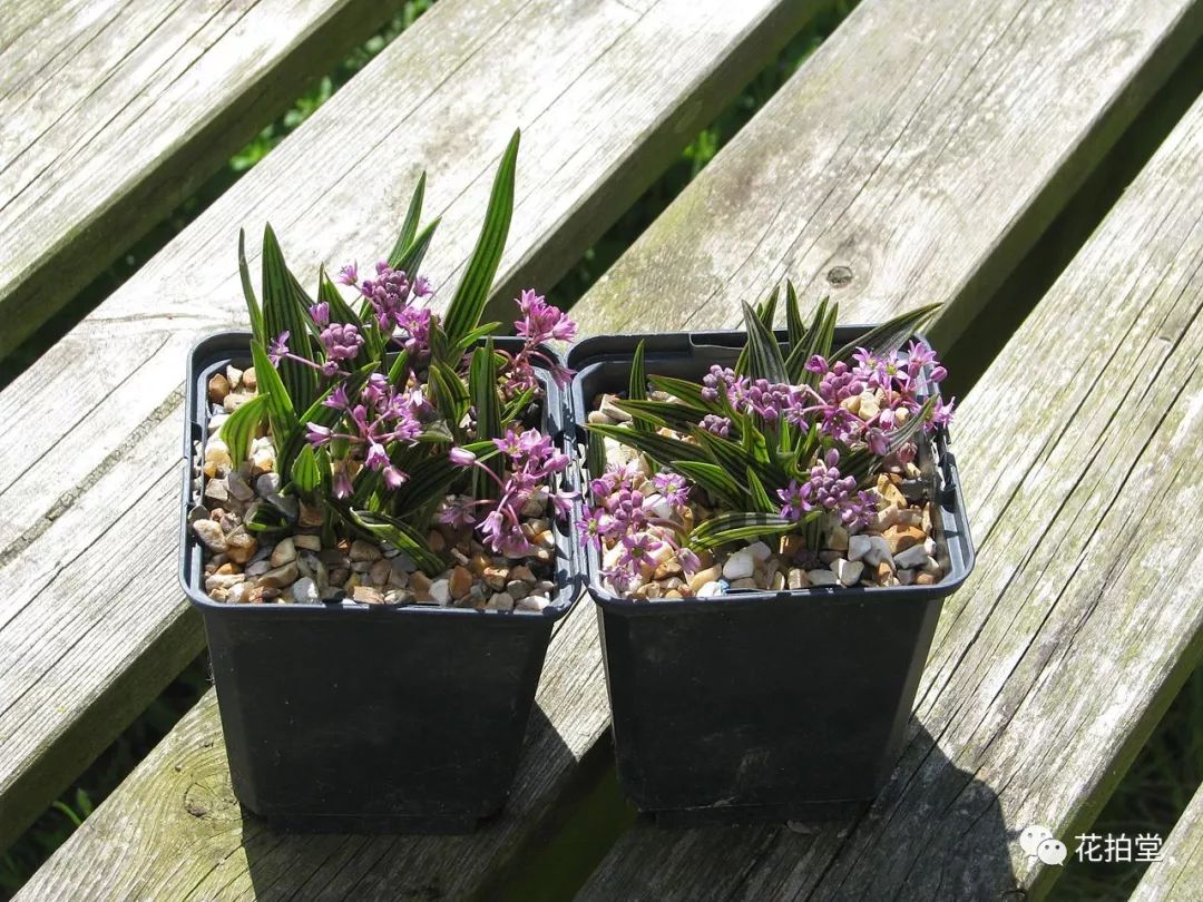 日本山野草缟缦穗，形态小巧可爱，花*诱色**人，好养易活！