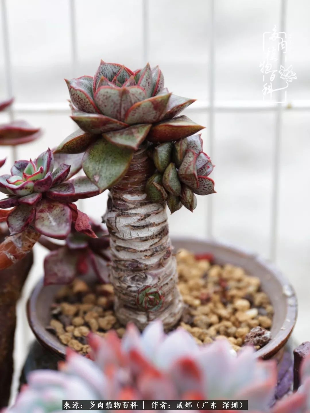 笼子里的多肉,露养的多肉和室内的多肉区别