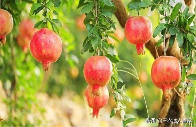 危害石榴的害虫,石榴景观树害虫有哪些