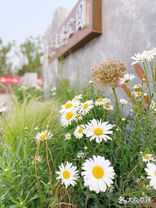 京城新增一“小江南”！免费人少