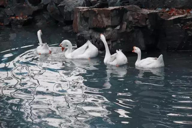 亭台楼阁轩榭廊舫的区别简笔画,关于亭台楼阁轩榭廊舫的视频