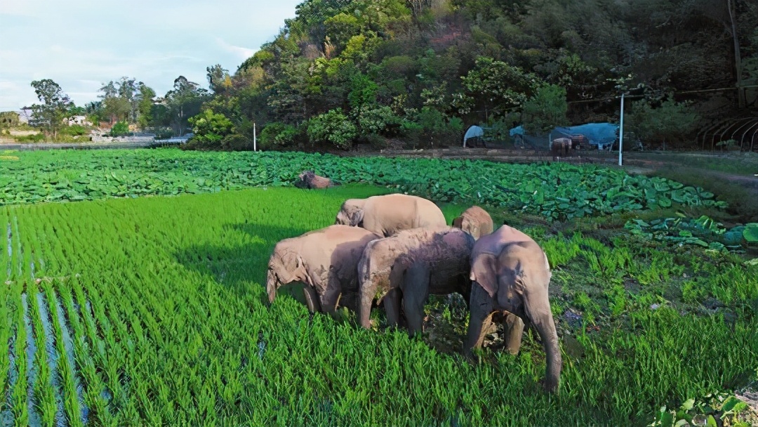 云南象群迁徙损失,云南象群迁徙事故