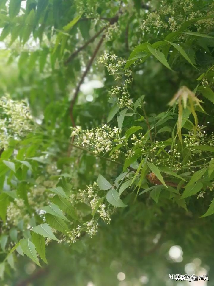 迪拜种植一棵树的成本,在迪拜种一棵树一年的成本
