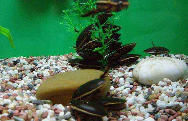 蟑螂是打不死的小强,蟑螂太多消灭蟑螂的方法