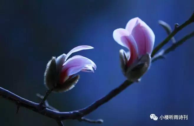 著名儿童文学家说寓言是一个魔袋,寓言是一个魔袋仿写