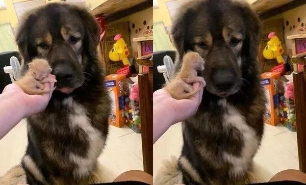 突然到访的小奶猫,没想到居然让高加索展示出了另外一面!超暖心