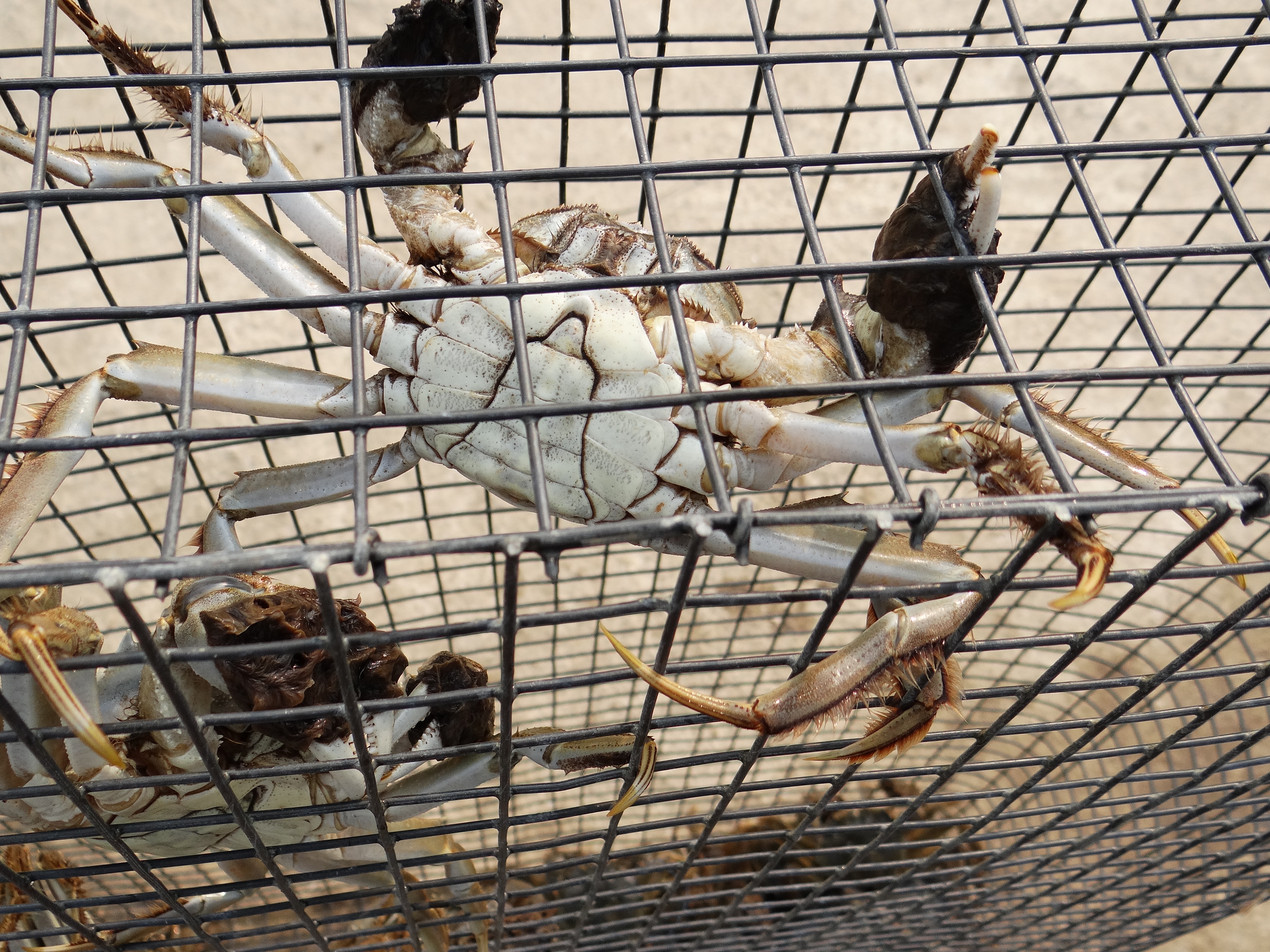 盘锦红海滩碱蓬草,神奇的碱蓬草