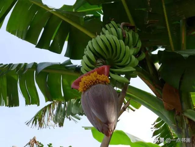 芭蕉叶画法教程,国画芭蕉画法视频