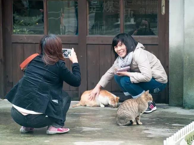 撸猫人士必去的旅游景点,探访猴硐猫村