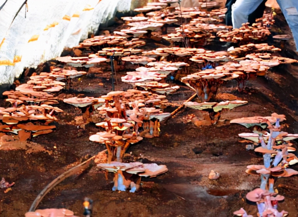 辽宁旅游抚顺,抚顺旅行跟团一日游