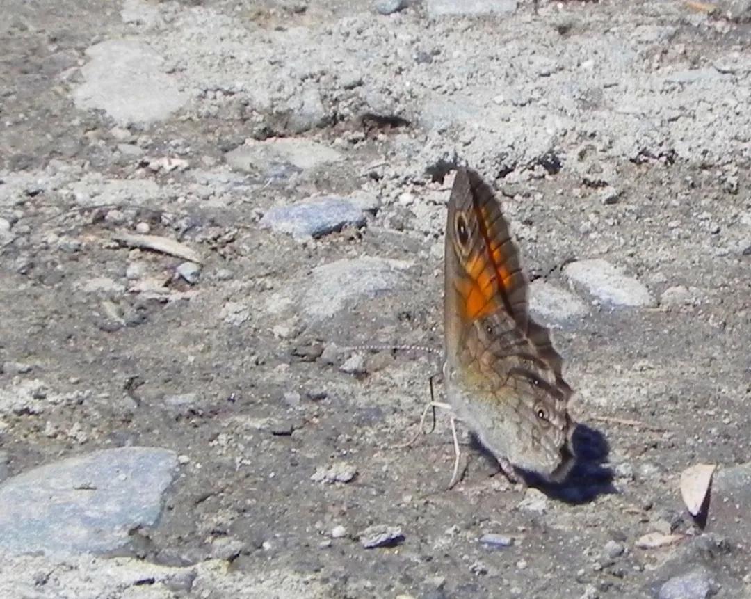 *疆新**的蝴蝶，惊世骇俗