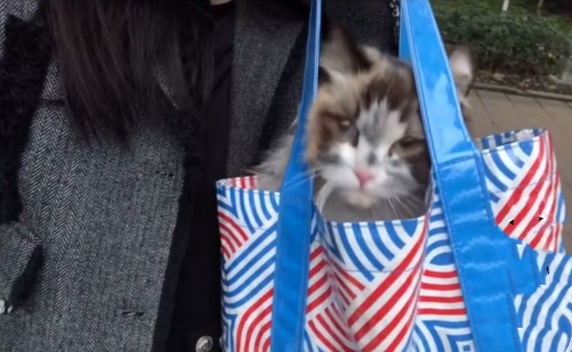 下水道里的猫，向好心人招手，从此改变了猫生