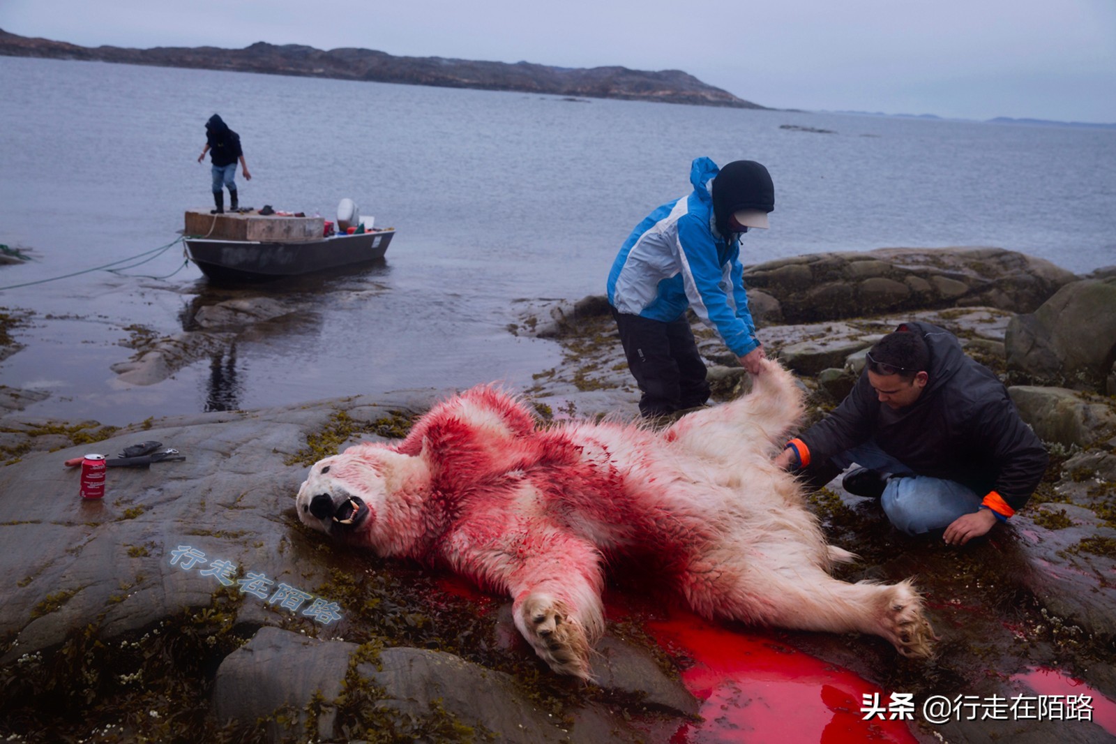 三百年前,加拿大用烟酒毁掉原住民,如今再加上*麻大**