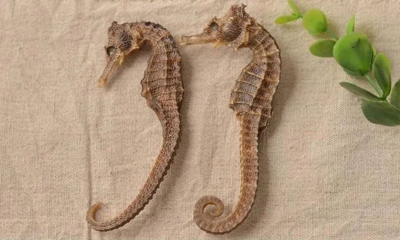 砗磲濒危动物目录,砗磲玳瑁是违禁物品吗