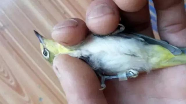 如何养好绣眼幼鸟,怎么样才能养好绣眼