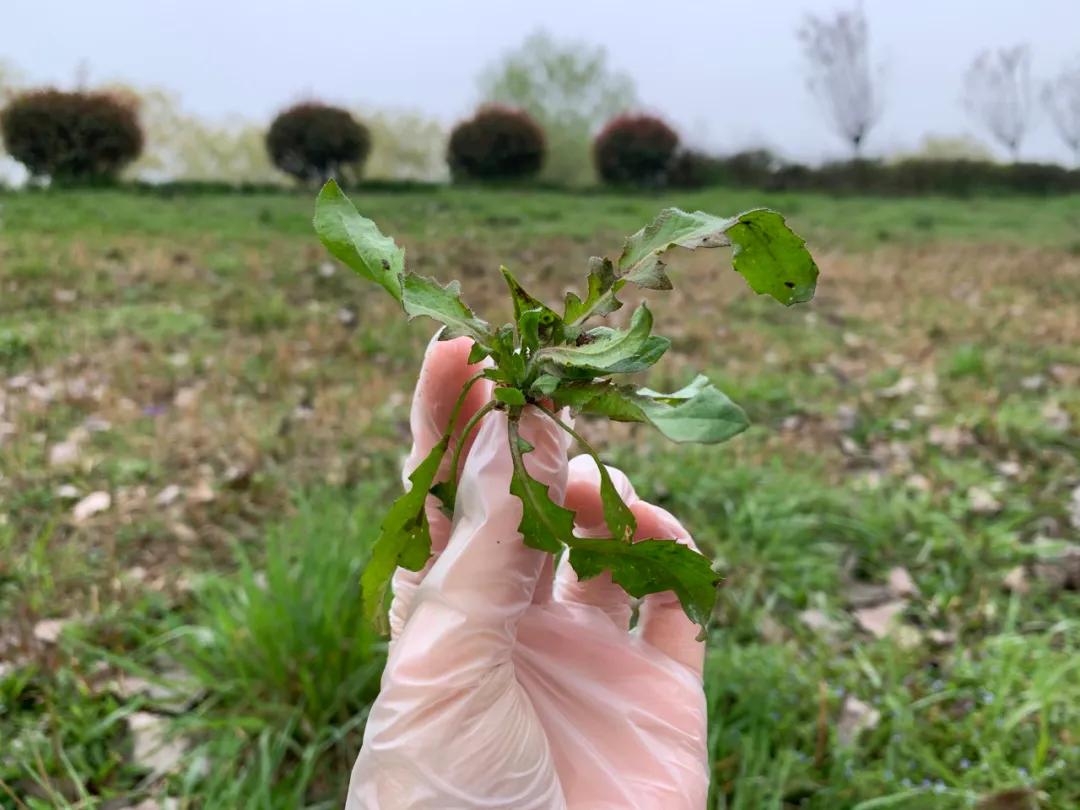 南京城市野菜猎人实录