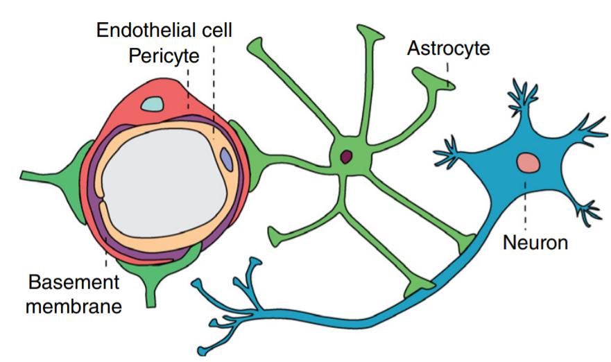 脑功能成像和血管成像,核磁共振脑成像mra是查什么的