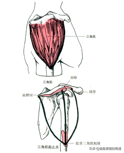 肩膀哑铃推举的正确方法,哑铃推举正确的起手方法