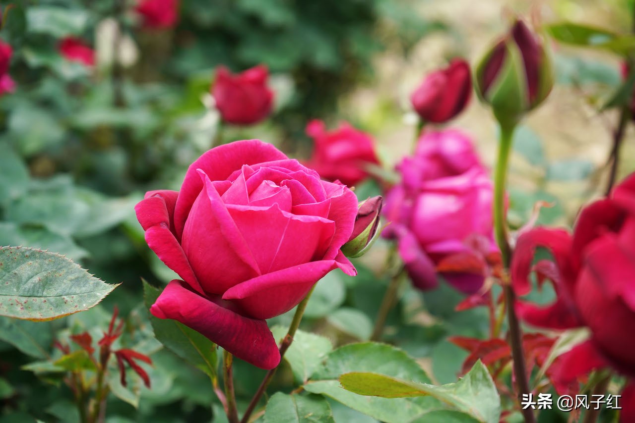 华中最大的玫瑰花园,中国最大的玫瑰花海
