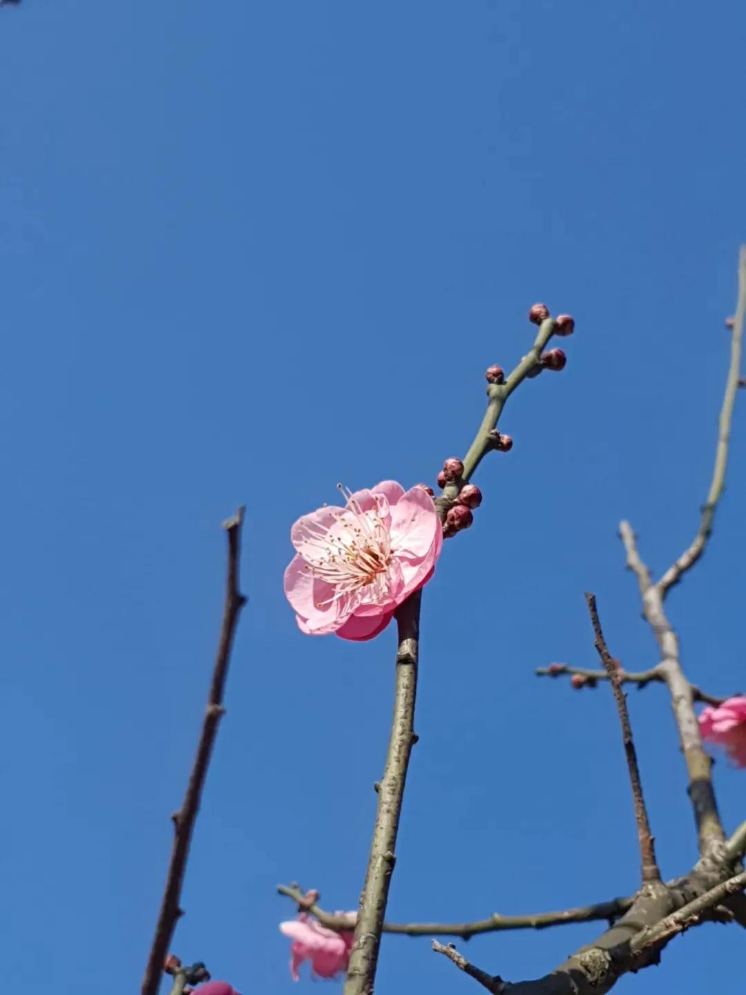 万树寒无色书法作品欣赏,万树寒无色全诗书法