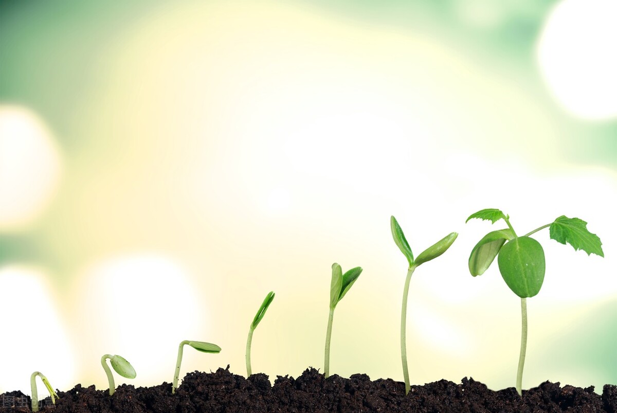 取缔培训机构好大夫会停办吗,校外培训机构老师何去何从