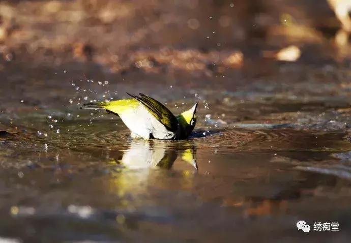绣眼换毛期如何管理,红肋绣眼换毛从哪里开始的