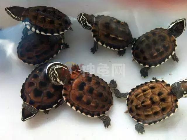 龟苗老是死是什么原因,龟苗死亡