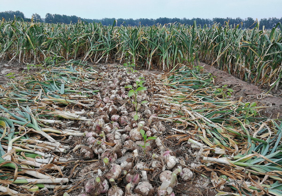 大蒜市场观察：今年大蒜市场遇冷，2019年依然不容乐观