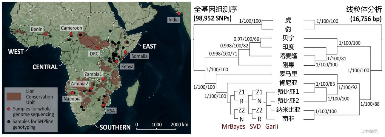 狮族南北战争：南方狮一直在蚕食北方狮的领地