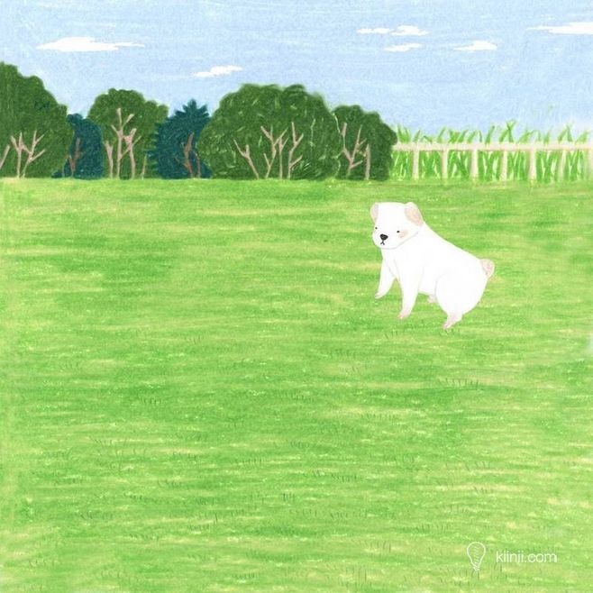 狗狗冷知识大合集视频,狗狗冷知识狗粮