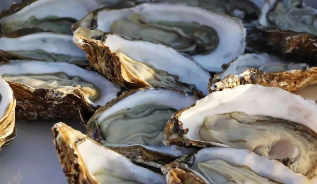 从北纬20°到43°，跟着生蚝走遍祖国海岸线