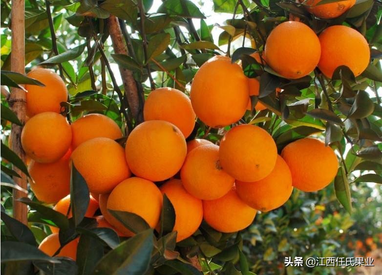 柑橘烂根是细菌还是真菌害,柑橘烂根