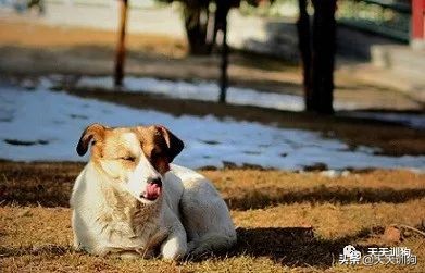 狗狗缺钙怎么办怎么给狗狗补钙,狗狗缺钙的症状及治疗方法