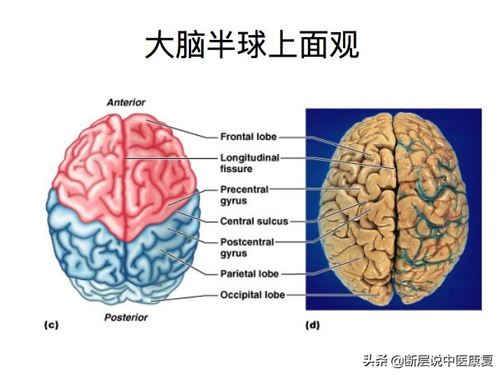 中枢神经系统断层解剖讲解,中枢神经3d解剖动画