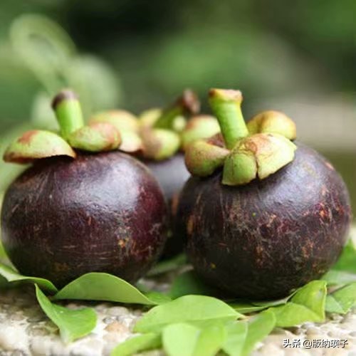 山竹那么好吃你会挑选山竹吗,山竹怎么选又大又多又好吃的