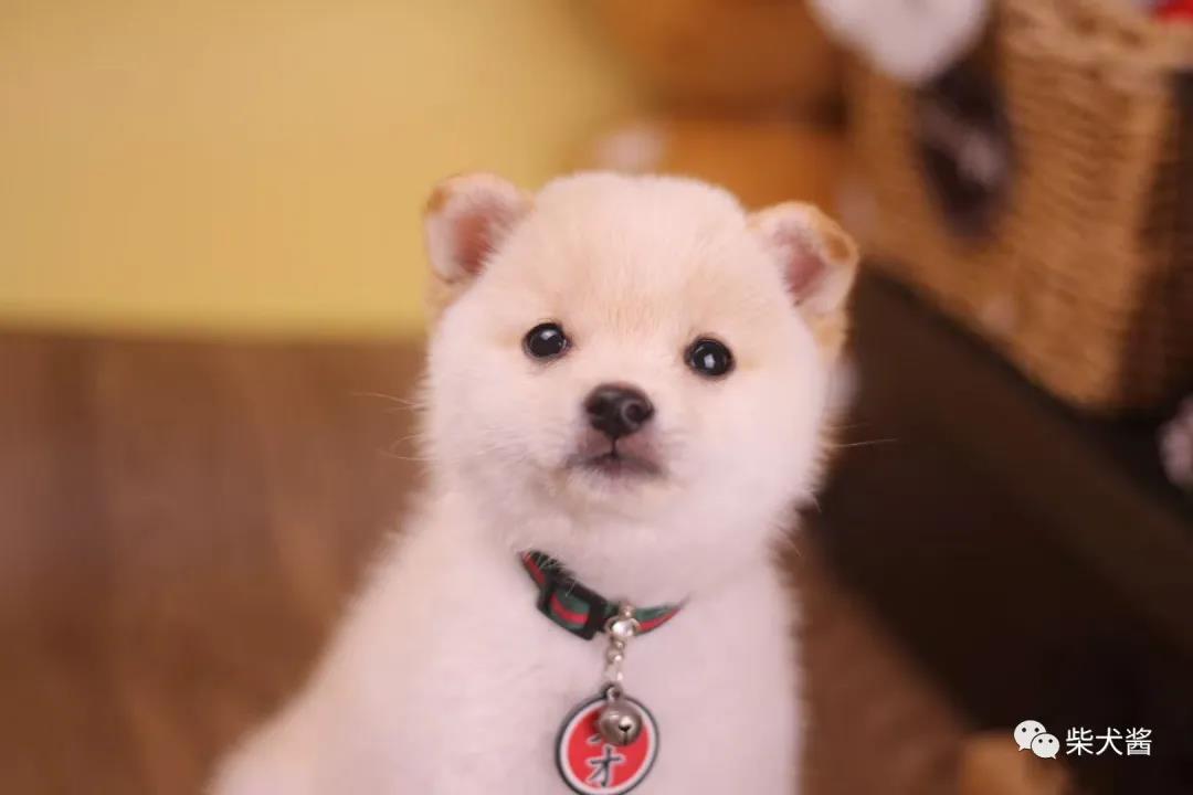 有没有便宜的柴犬,柴犬网上买的十元是真的吗