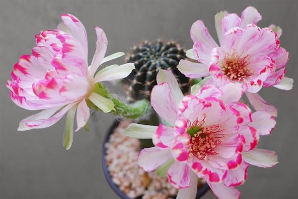 仙人掌开花有多美,仙人掌花开好娇艳