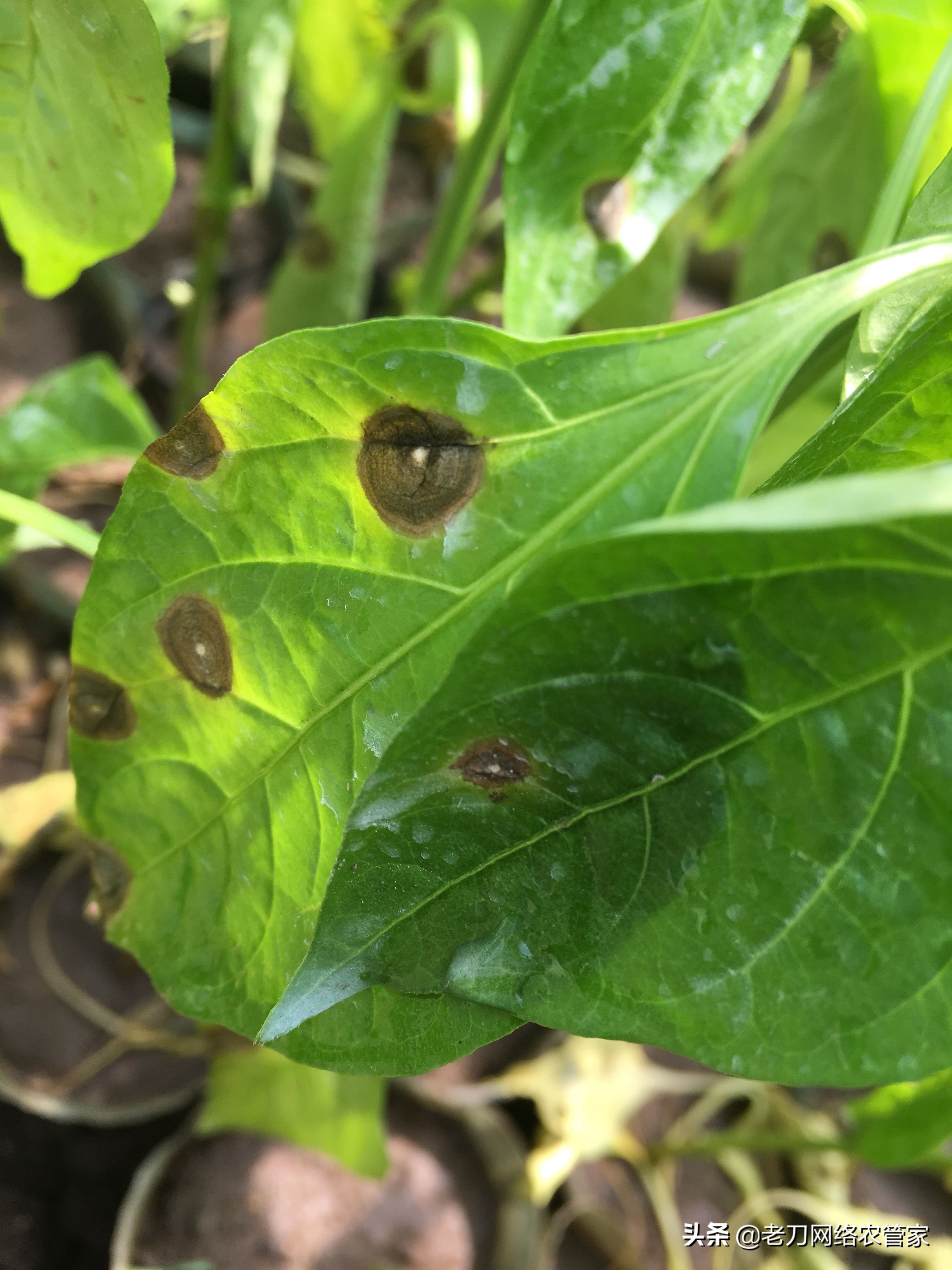 辣椒苗上的什么病？黑癍落叶，需要用什么药剂呢