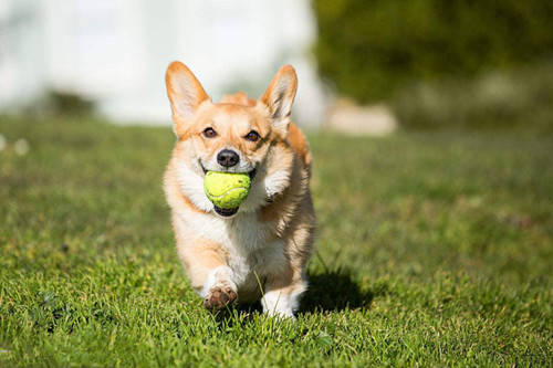 柯基幼犬陌生人一摸就张嘴想咬人,如何改掉柯基张嘴咬人的习惯