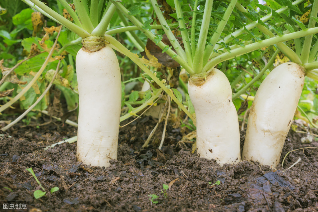了解一种农作物的种植时间过程,种植各种农作物管理方法