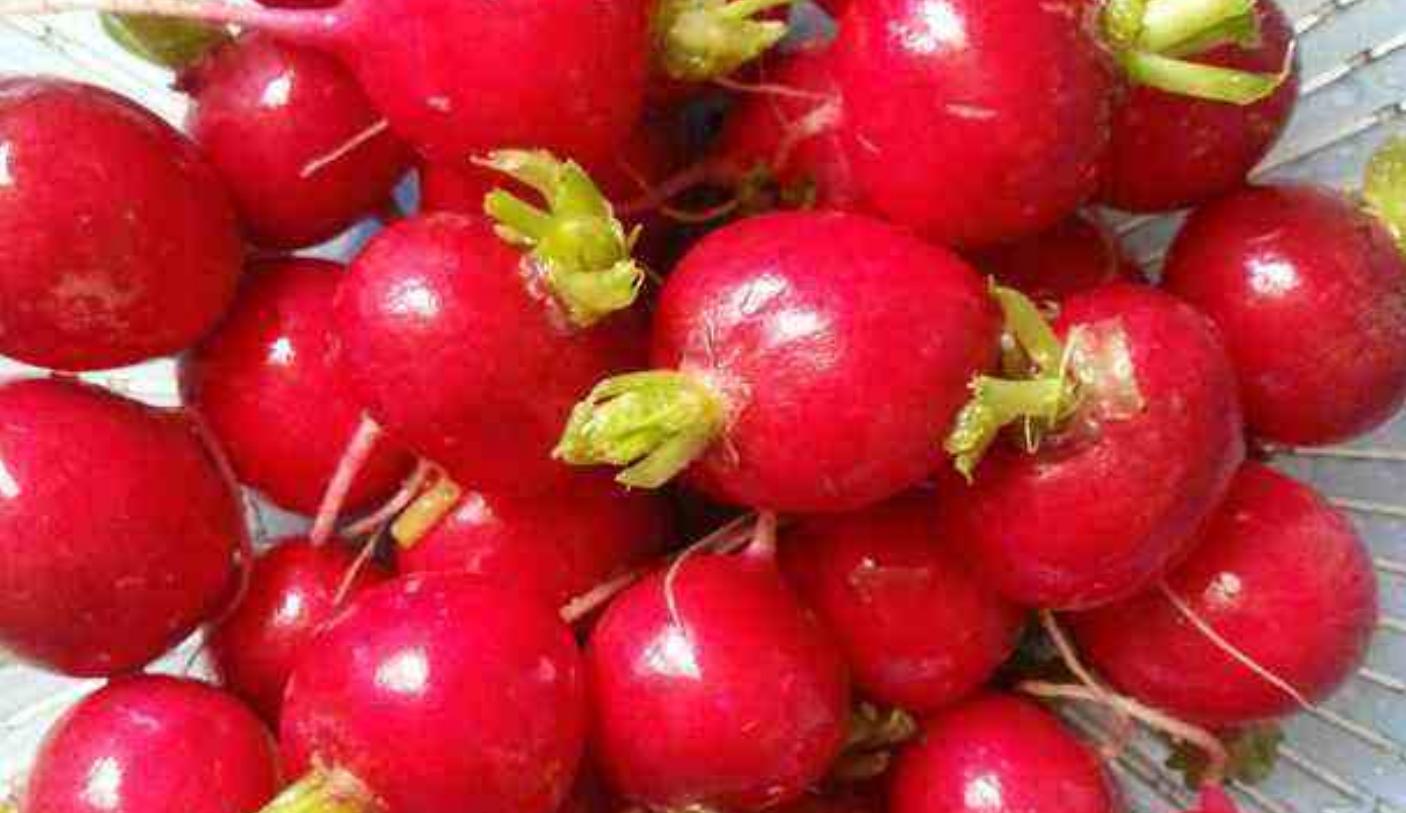 樱桃萝卜的最佳吃法,樱桃萝卜神仙腌制吃法