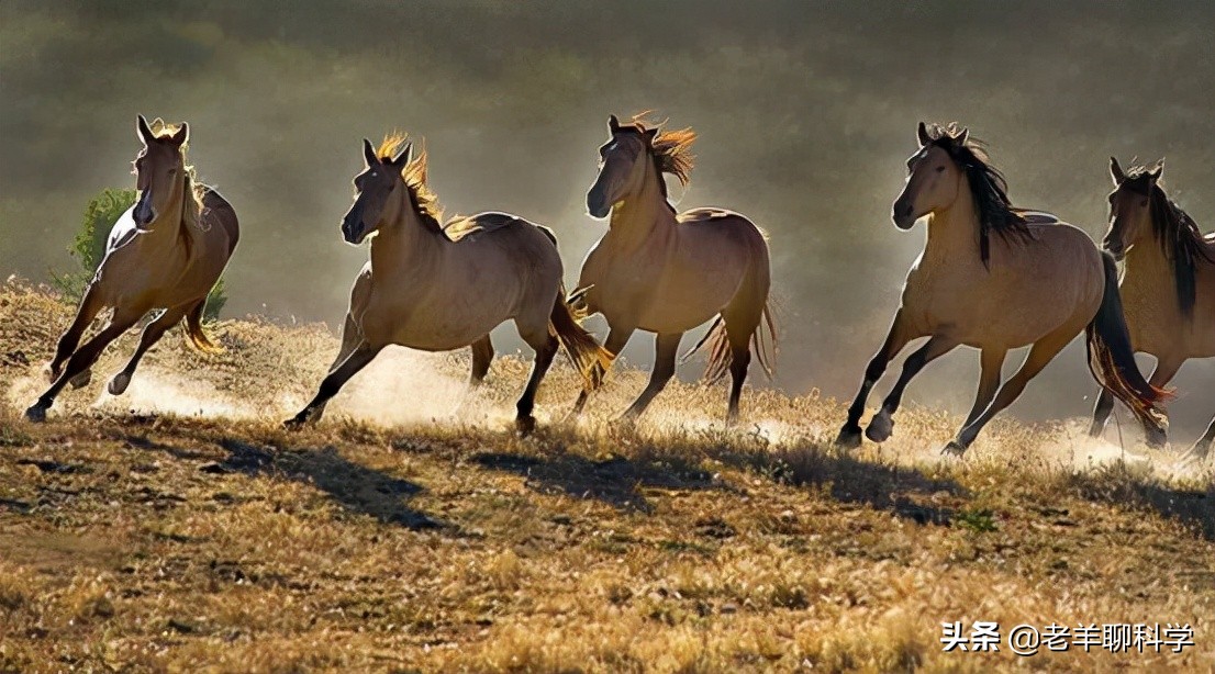 果真这么豪横？我国卖万元一匹，澳大利亚猎杀1万匹野马还嫌不够