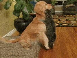 哪种狗更适合和猫一起养,可以跟猫一起养的狗有哪种