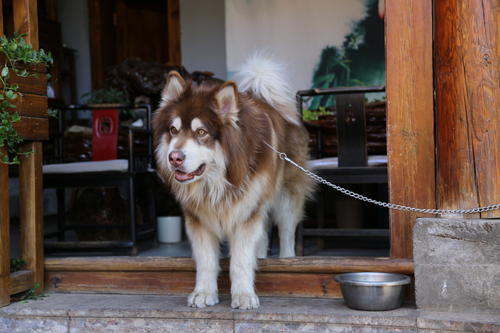 养阿拉斯加的好处,养阿拉斯加有钱