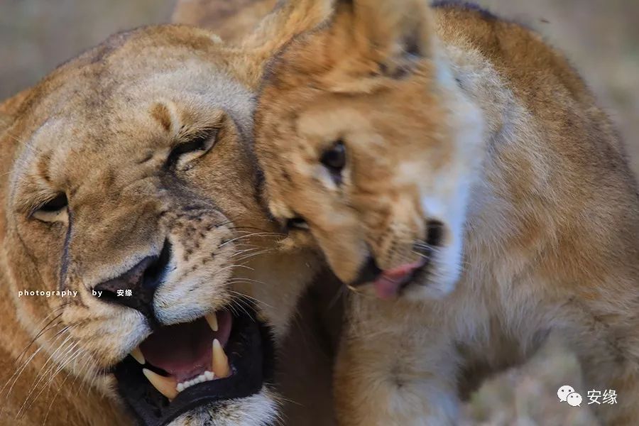 他，百亿富豪，常近乎全裸出现在公共视线里，却被英女王封为爵士