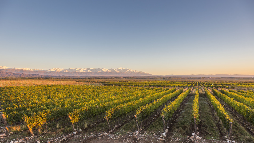 如果他们组队酿酒，一定是葡萄酒界的“IG战队”！